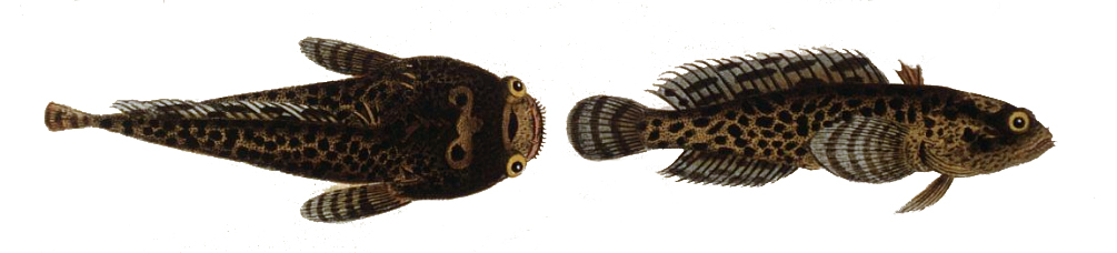 Opsanus tau1