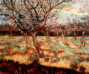 Orchard with Blossoming Apricot Trees - My Dream