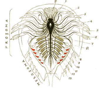 Origin of Vertebrates Fig 059