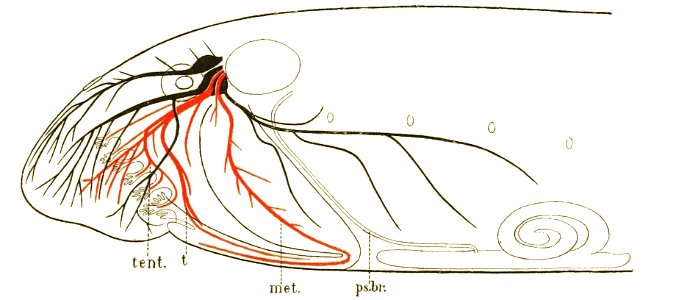 Origin of Vertebrates Fig 114