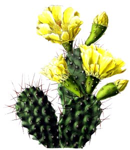 Opuntia sulphurea BlKakteenT136