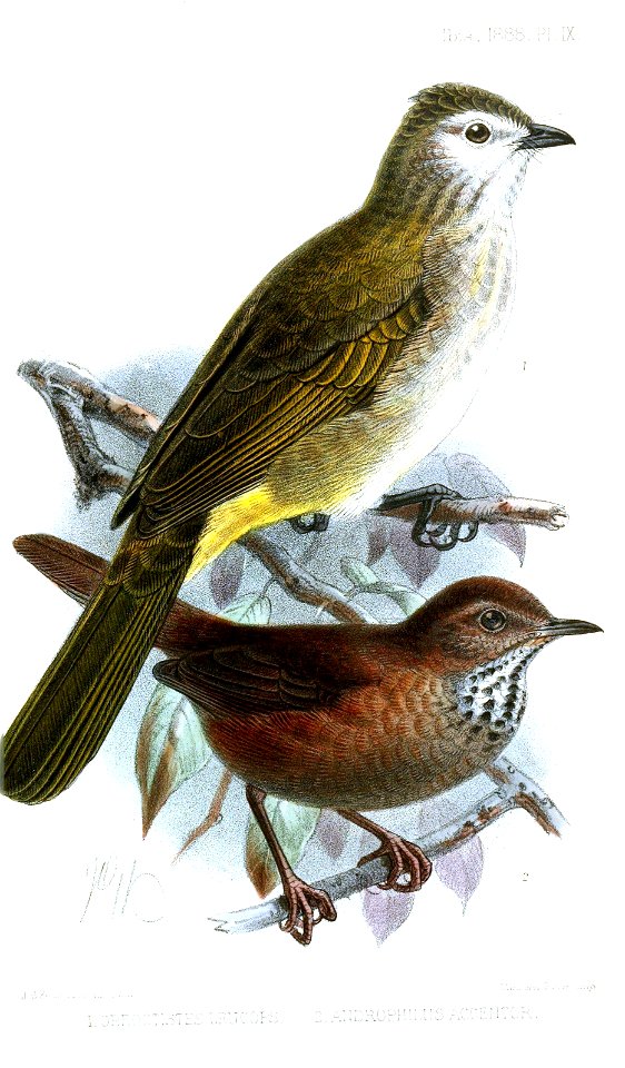 OreoctistesAndrophilusKeulemans