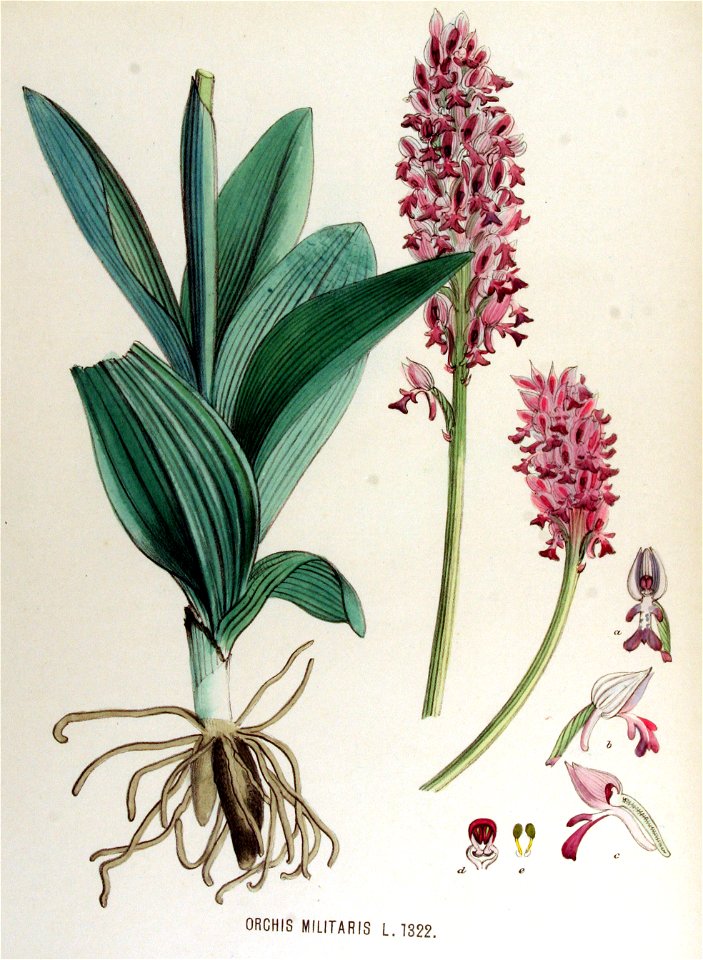 Orchis militaris — Flora Batava — Volume v17