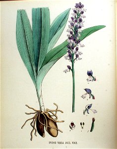 Orchis fusca — Flora Batava — Volume v18. Free illustration for personal and commercial use.