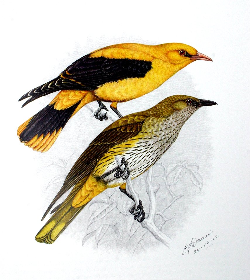 Oriolus oriolus00