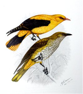 Oriolus oriolus00