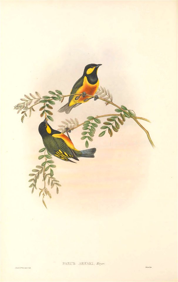 Oreocharis arfaki - The Birds of New Guinea