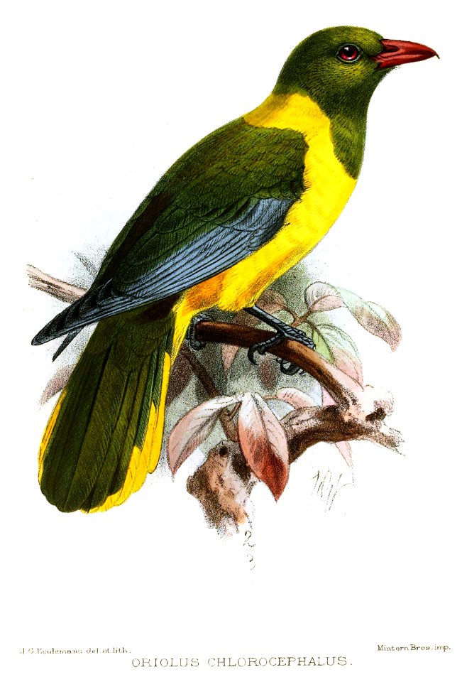 OriolusChlorocephalusKeulemans