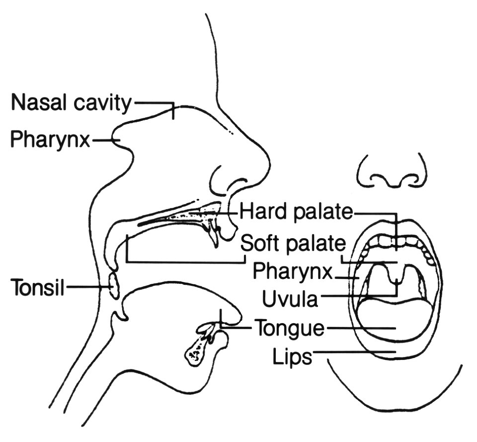 Oral (1)