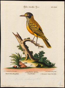 Oriolus melanocephalus - 1700-1880 - Print - Iconographia Zoologica - Special Collections University of Amsterdam - UBA01 IZ16400203