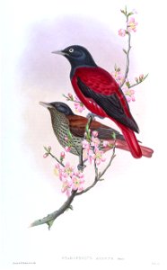 OriolusArdensGould