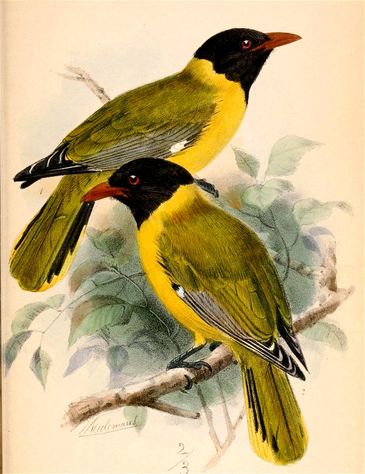 Oriolus brachyrhynchus 1870