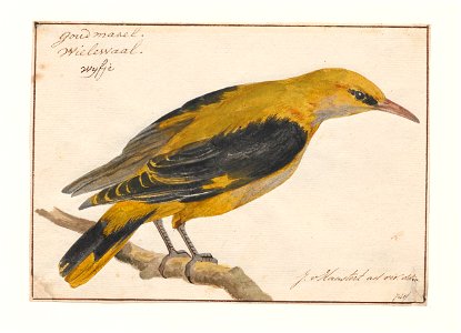 Oriolus galbula - vrouw - 1753-1834 - Print - Iconographia Zoologica - Special Collections University of Amsterdam - UBA01 IZA1000272