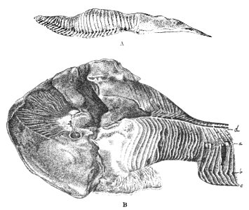 Origin of Vertebrates Fig 161