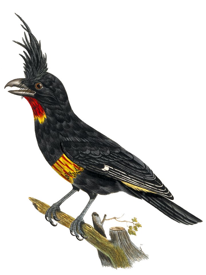 Oreoica cristata - 1825-1834 - Print - Iconographia Zoologica - Special Collections University of Amsterdam - UBA01 IZ16600317 2