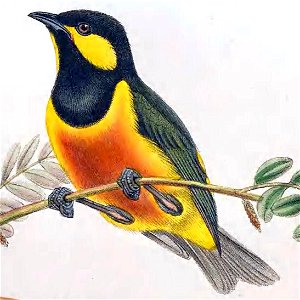 Oreocharis arfaki - The Birds of New Guinea (cropped) 2