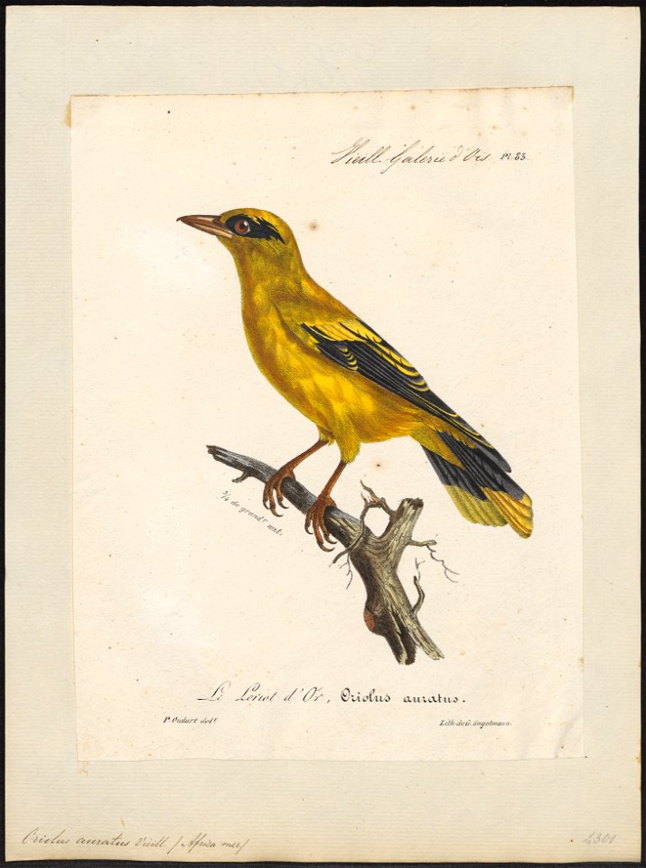 Oriolus auratus - 1825-1834 - Print - Iconographia Zoologica - Special Collections University of Amsterdam - UBA01 IZ16400173