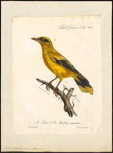 Oriolus auratus - 1825-1834 - Print - Iconographia Zoologica - Special Collections University of Amsterdam - UBA01 IZ16400173