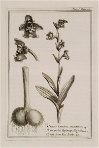 Orchis Cretica, maxima, flore palii Episcopalis forma Coroll Inst Rei herb 30 - Tournefort Joseph Pitton De - 1717