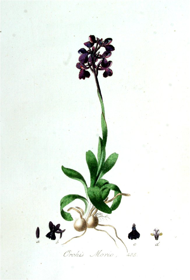 Orchis morio — Flora Batava — Volume v7