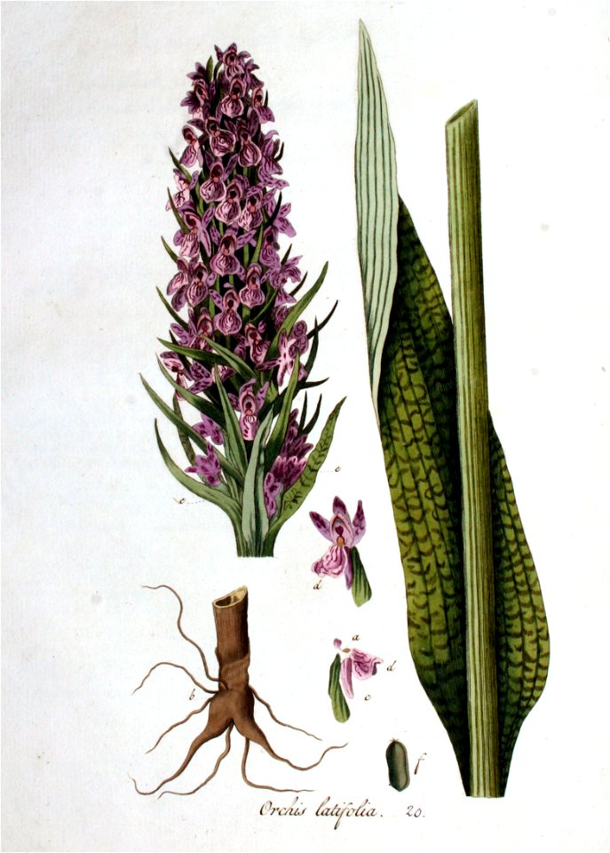 Orchis latifolia — Flora Batava — Volume v1