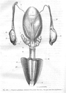 OrgGenTaureauChauveau1890MeyCh