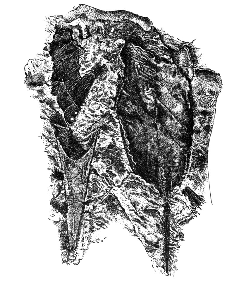 Origin of Vertebrates Fig 011