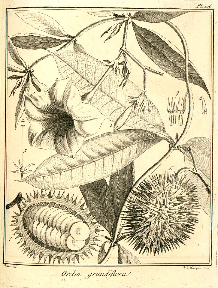 Orelia grandiflora Aublet 1775 pl 106