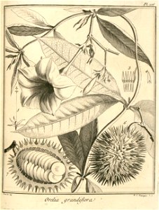 Orelia grandiflora Aublet 1775 pl 106