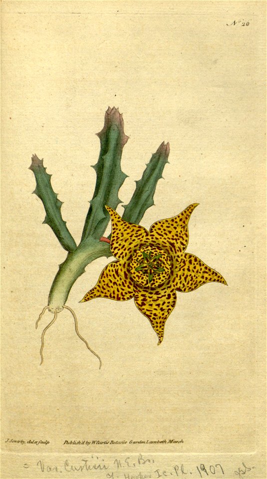 Orbea variegata (as Stapelia variegata)-Curtis 1-26 (1790)