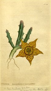 Orbea variegata (as Stapelia variegata)-Curtis 1-26 (1790)