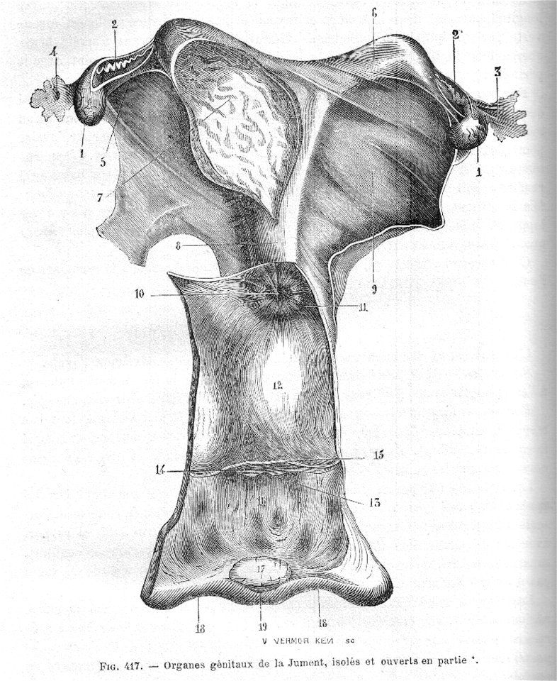 OrgGenJumentChauveau1890MeyCh