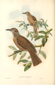 Oriolus decipiens - The Birds of New Guinea