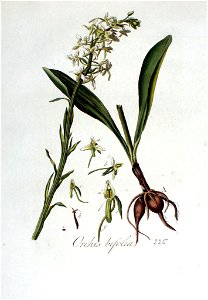 Orchis bifolia — Flora Batava — Volume v3
