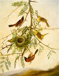 Orchard Oriole G-000638-20111026