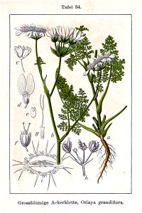 Orlaya grandiflora Sturm34