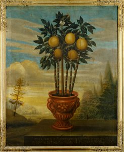 Orangeträd i urna (David von Cöln) - Nationalmuseum - 15173