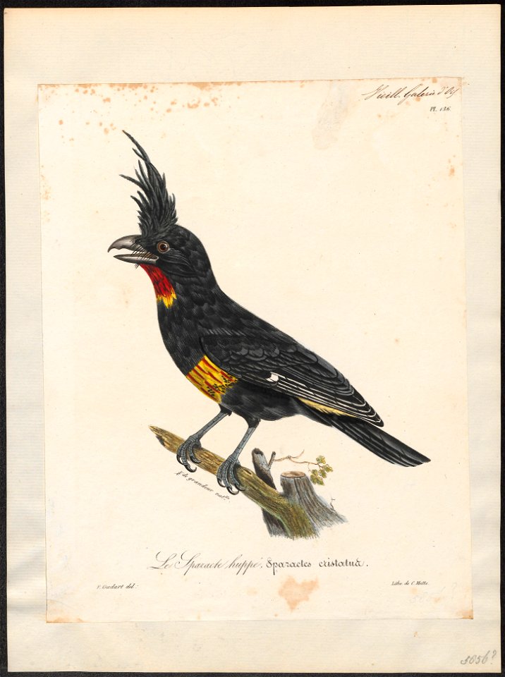 Oreoica cristata - 1825-1834 - Print - Iconographia Zoologica - Special Collections University of Amsterdam - UBA01 IZ16600317