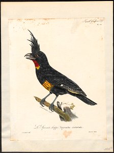 Oreoica cristata - 1825-1834 - Print - Iconographia Zoologica - Special Collections University of Amsterdam - UBA01 IZ16600317