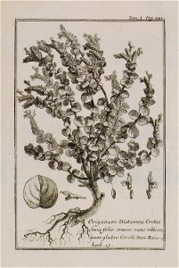 Origanum Dictamni Cretici facie folio crasso nunc villoso, nunc glabro Coroll Inst Rei Herb 13 - Tournefort Joseph Pitton De - 1717