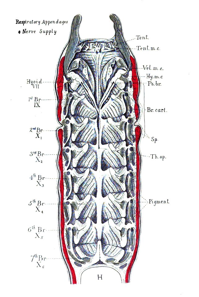 Origin of Vertebrates Fig 063
