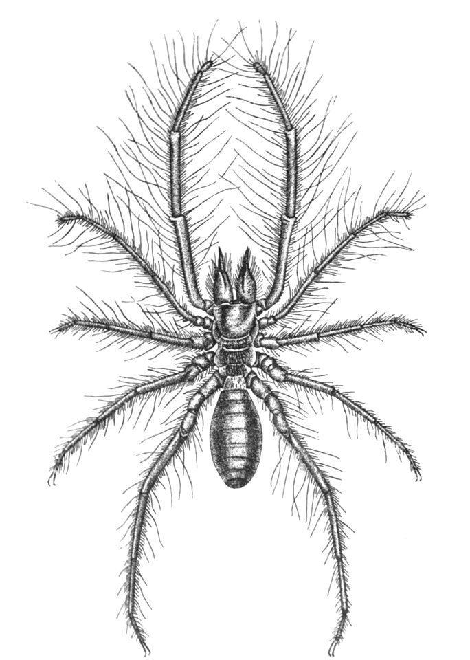 Origin of Vertebrates Fig 101