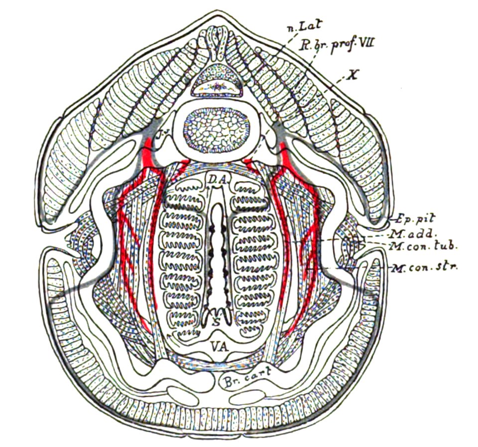 Origin of Vertebrates Fig 124