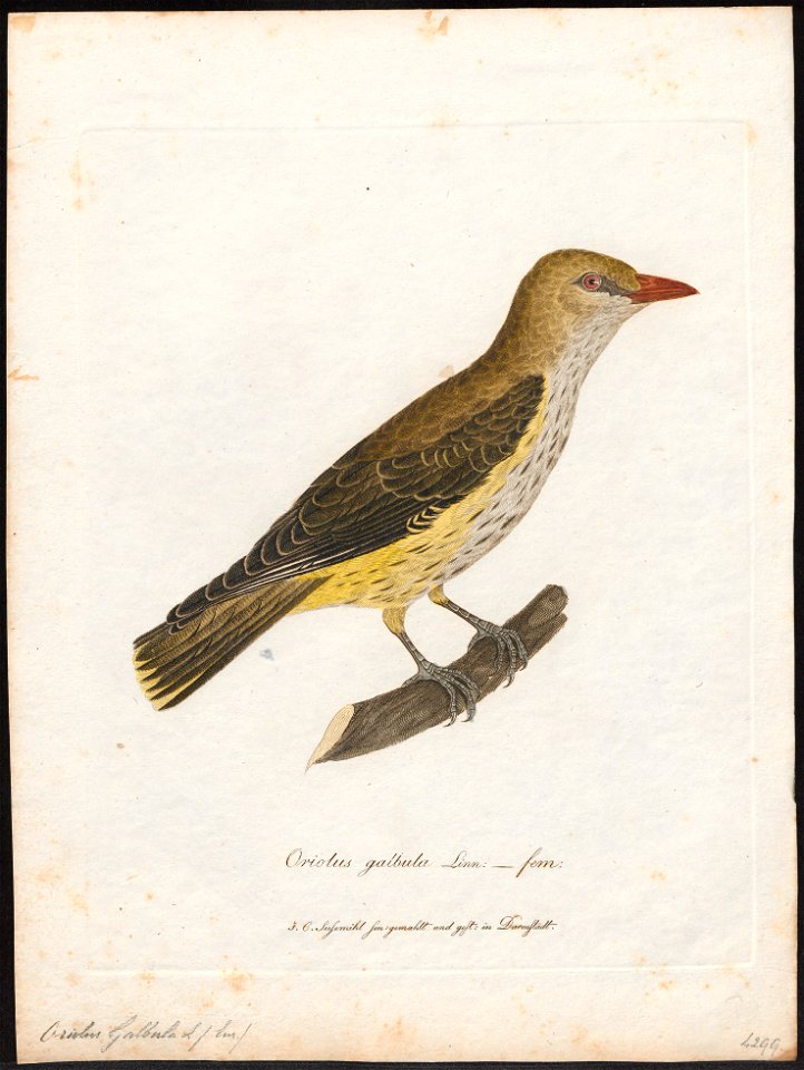Oriolus galbula - 1800-1812 - Print - Iconographia Zoologica - Special Collections University of Amsterdam - UBA01 IZ16400171
