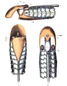 Origin of Vertebrates Fig 118