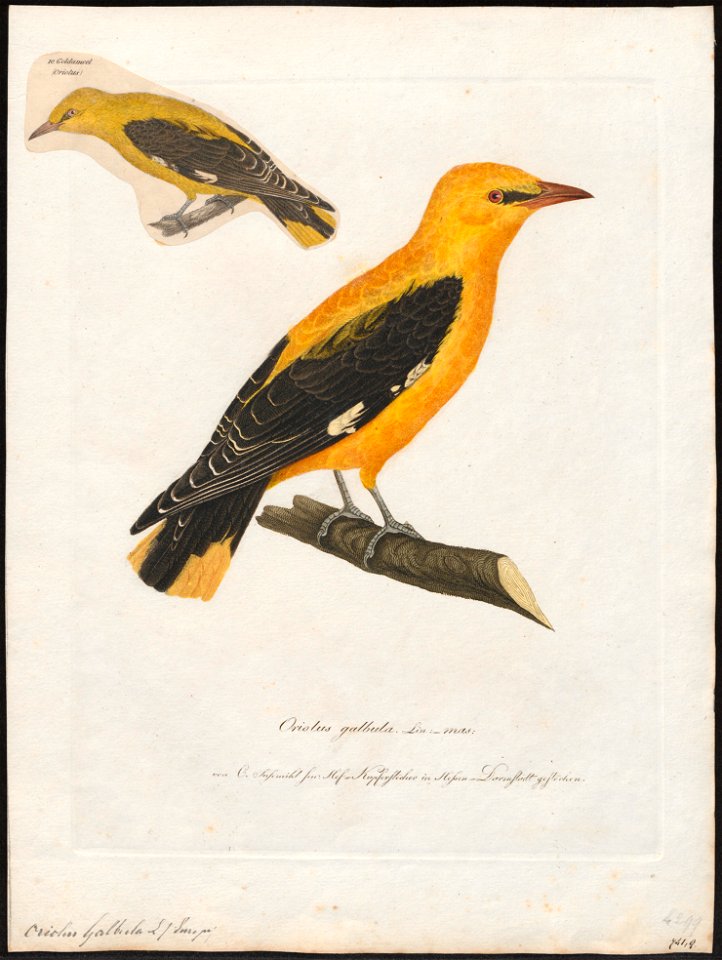 Oriolus galbula - 1800-1812 - Print - Iconographia Zoologica - Special Collections University of Amsterdam - UBA01 IZ16400161
