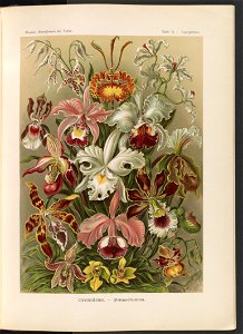 Orchideae. - Denusblumen - A. Giltsch, gem. LCCN2015648955