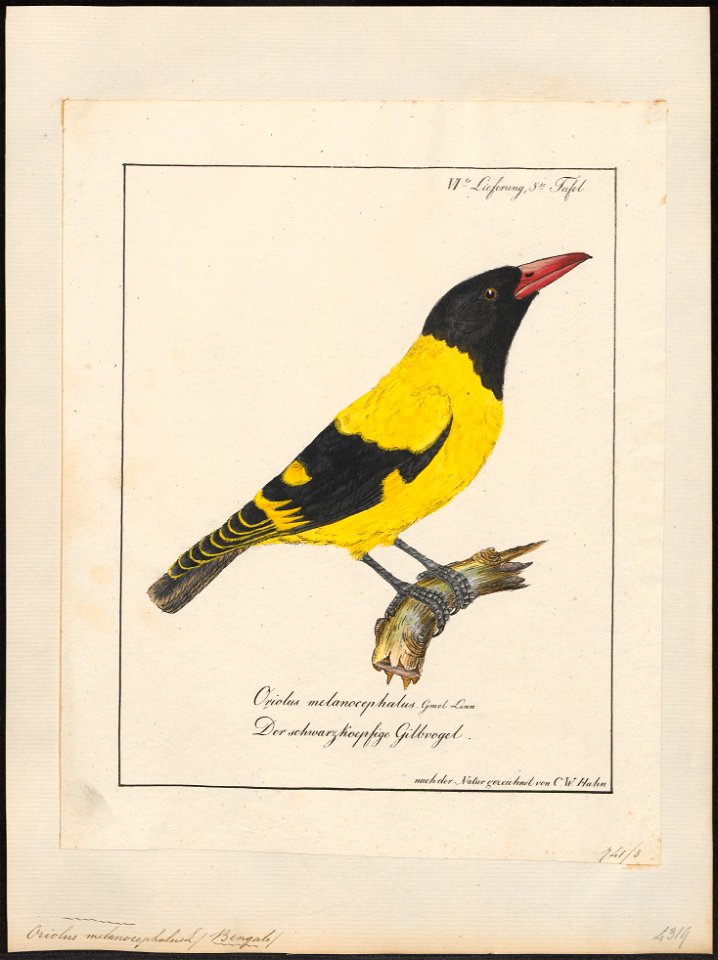 Oriolus melanocephalus - 1700-1880 - Print - Iconographia Zoologica - Special Collections University of Amsterdam - UBA01 IZ16400197
