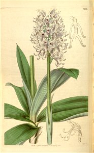 Orchis simia (as Orchis tephrosanthos, var. densifolius) - Curtis' 62 (N.S. 9) pl. 3426 (1835). Free illustration for personal and commercial use.