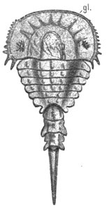 Origin of Vertebrates Fig 109